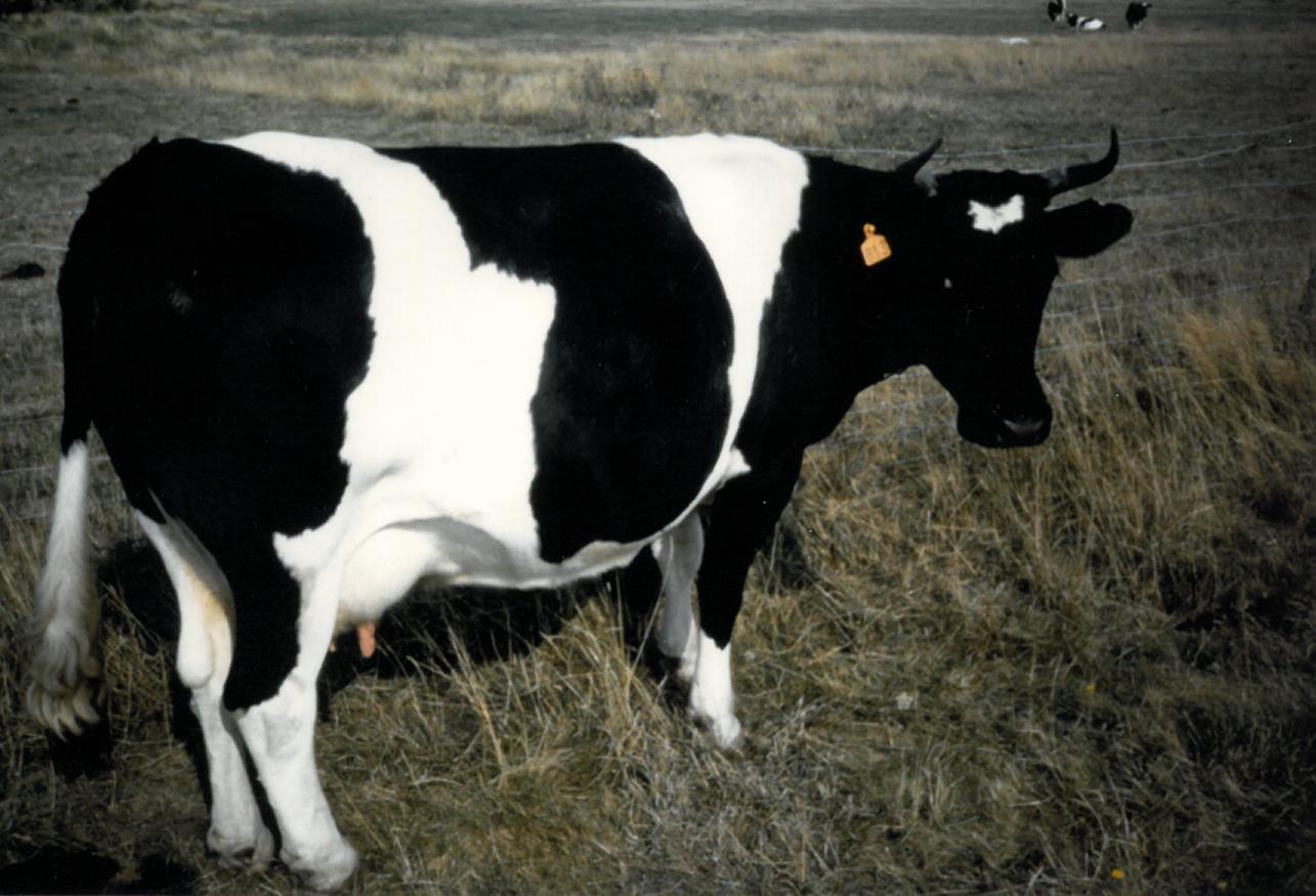 La race bovine Bretonne PieNoir Becedia